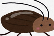 【むし】南米原産のゴキブリ「アルゼンチンモリゴキブリ」を千葉県の野外で確認。繁殖容易、新たな害虫となる恐れ