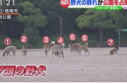 【悲報】猫の里親になる条件、なんJ民誰も満たせないｗｗｗｗｗｗ