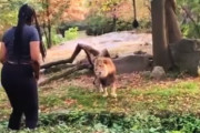 無謀すぎる女さん動物園の猛獣の囲いに侵入して雄ライオンの目の前で挑発してしまう。