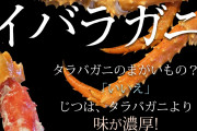 【安い！旨い！】タラバの仲間「イバラガニ」日本に大量流入　米国の禁輸で日本に流入