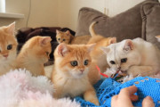 大集合して仲よく遊ぶ子猫たちが可愛すぎる！オモチャと戯れるブリティッシュショートヘアの子猫たち