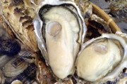 牡蠣「生でも…いいよ」