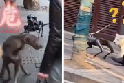 中国ではロボット犬をペットとして散歩に連れ歩くのが流行中