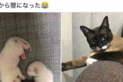 「まるで白猫から狸！」「こんなに色が変わるんだ！」Twitterでハッシュタグ「#シャム猫の色変わりすぎ選手権」が話題