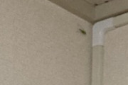 部屋に謎の緑色虫がいるんだけど（※画像あり）