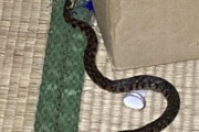 【緊急】ワイの家、ヘビに支配される