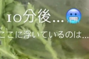 「農薬野菜は危険！これをかけて水に浸すと・・・農薬がこんなに出てくる！」→有識者「ガチでやめろ」