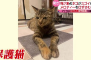 【動画】大人気の「歌う猫」、疑われてしまう