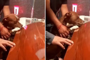 棺のニオイで飼い主の死を悟った犬、悲しみの表情を浮かべ最後の別れを告げる