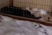 【動画】女さん、犬飼って1日で死なす