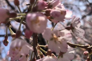 【画像】ちょっとめためた綺麗に桜が撮れたから見てみてみて