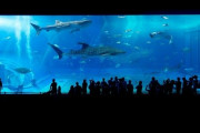 「なぜか1人で水族館に来ている男」←こいつの正体ｗｗｗｘｗｗｗｘｗｗｗｘｗｗｗ