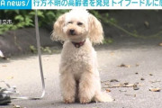 トイプードル警察犬アンズ、行方不明の90代男性発見で4回目の感謝状