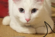 【ねこ動画】しろねこ、添い寝ねこ、わんこといっしょ ほか【再】