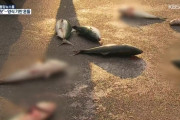 【韓国】 日本輸入魚を生きたまま路上に放り投げるデモ