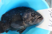 韓国紙「"ヒラメ虐待" と非難され ... 福島県汚染水飼育実験で議論」韓国の反応