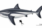 【悲報】最強の古代ザメ「メガロドン」がデカすぎるｗｗｗｗｗｗｗｗ