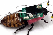 【朗報】日本人、ゴキブリをラジコンにする技術を開発ｗｗｗｗｗｗｗｗｗｗｗ