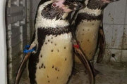 イギリス人さん、元職場の動物園からペンギンを2羽盗みFacebookで販売し逮捕　