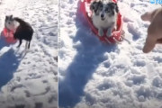 「ソリ！」が新しい犬の芸？犬が犬をソリで引く