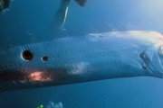 【動画】リュウグウノツカイらしき魚さん、色々バグる