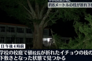 鹿児島県･高岡小学校の校庭に生えている樹齢160年の大イチョウの枝の下敷きになった校長が死亡