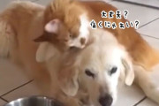 ここが痛いの？舐めてあげる。病院から帰ってきた犬をいたわる猫メインクーン