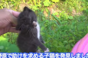 【悲報】タイピー日記さんが新たに拾った子猫、もう死にそう