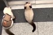 【ネコ】65万イイネを集めた飼い主と一緒にエレベーターで帰宅するニャンズ。