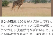 ザトウクジラ交尾の撮影に世界で初めて成功　研究者「ん？」