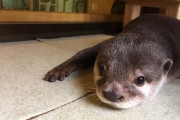 コツメカワウソ（1匹100万）を飼ってYoutubeに動画を上げるだけで儲かるという事実