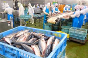 日本最大級の干物工場に密着　5万枚の生産を掲げる水産加工と、うなぎ・たい焼きの製造工程を紹介する参考動画