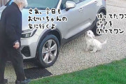 犬を迎えに来て送り届けるのが日課、83歳のおじいさんの微笑ましいルーティーン