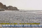 韓国人「一部報道ニュースで緊急ニュースで報道　イワシの謎の打ち上げ」