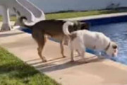 ２匹の犬がプールサイドにいた。１匹が浮いているボールを取ろうとする → もう１匹はこうします…