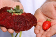 【画像】 世界最大のいちごｗｗｗｗｗｗｗｗｗｗ