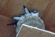 【画像】うちんちのツバメの巣の雛順調に成長してる…