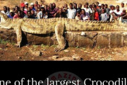 【画像】ニジェール川で捕獲した世界一大きいと言われるワニのサイズｗ