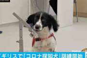 感染の有無をかぎ分ける「コロナ探知犬」訓練始まる イギリス