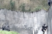 【知恵】動物園の囲いから簡単に脱出してしまうチンパンジーたち。