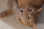 【海外の反応】天敵なのに！まるでママに甘えるように猫に甘えるネズミ