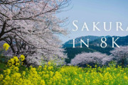 海外「日本の春は特別素晴らしい」日本各地で美しい桜を撮影した8K動画が話題に（海外の反応）