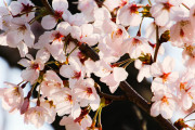 昔の人「街中に桜植えまくらなきゃ！（使命感）」