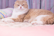 猫「一日の睡眠時間18時間です」 ← こいつらやる気あんの？