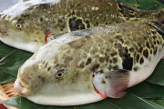 【高級魚】お前ら「ふぐ」って魚食ったことある？?
