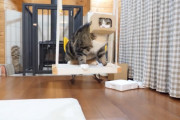 ワイちゃん猫の動画をyoutubeで配信するも誰も見ない模様