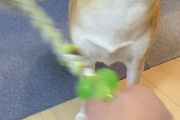 【画像】イッヌ、くわえていたヒモをいきなり離す