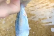 【動画】なんだこれ。投げ込まれた魚に反応するキモカワな生き物。