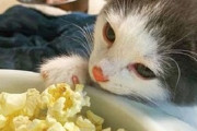 【ねこ画像】大胆なポーズでお昼寝中の子猫ちゃん…寝ぼけてる仕草もたまりませんwww