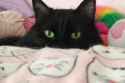 【ねこ画像】お風呂にお邪魔して、しっぽの先が濡れた黒猫さん…靴ひもみたいになっちゃいましたねwww
